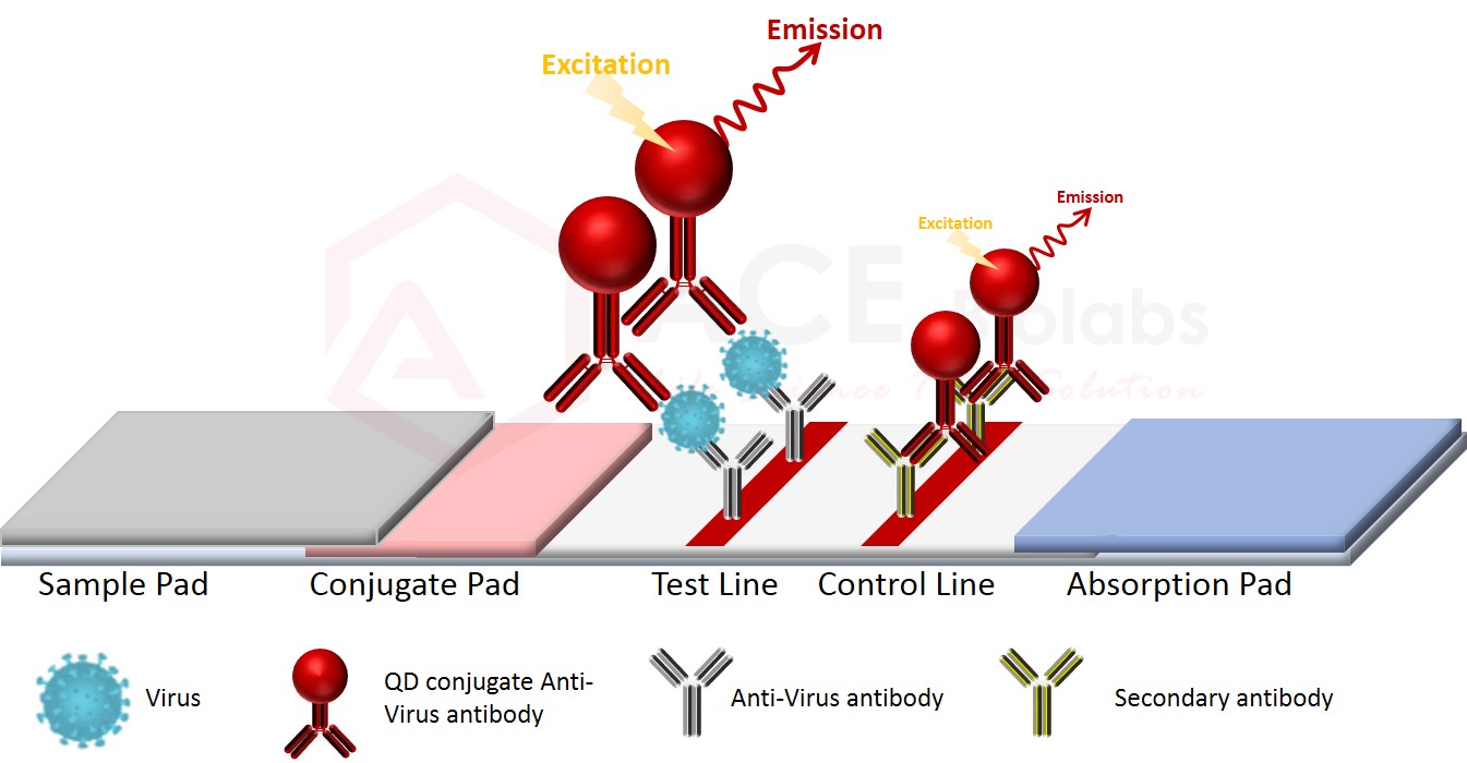 Quantum Dots Based Biosensors Ace Biolabs